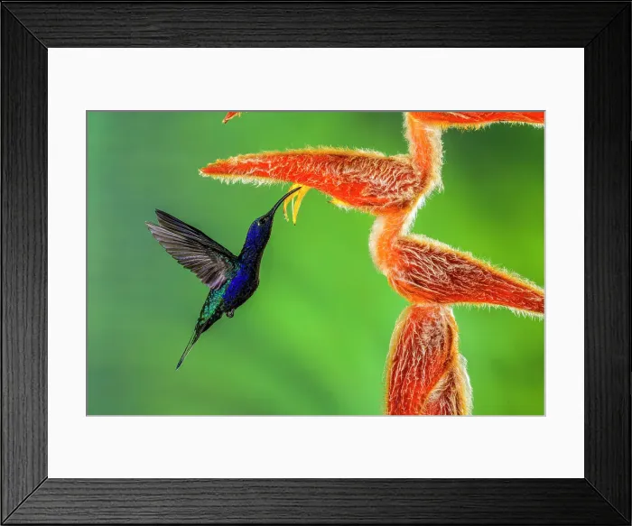 Framed Print : Violet sabrewing (Campylopterus hemileucurus), Catarata del Toro, Bajos del Toro, Alajuela, Costa Rica Framed Print : Violet sabrewing (Campylopterus hemileucurus), Catarata del Toro, Bajos del Toro, Alajuela, Costa Rica