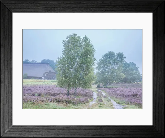 Framed Print : Morning mist in the Wesel Heath nature reserve near Undeloh, Luneburg Heath, Lower Saxony, Germany Framed Print : Morning mist in the Wesel Heath nature reserve near Undeloh, Luneburg Heath, Lower Saxony, Germany