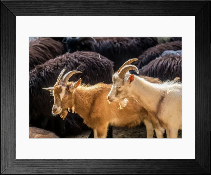 Framed Print : Herd of goats and Heidschucken in the sheep barn near Schneverdingen, Luneburg Heath, Lower Saxony, Germany Framed Print : Herd of goats and Heidschucken in the sheep barn near Schneverdingen, Luneburg Heath, Lower Saxony, Germany
