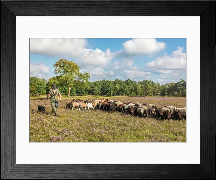 Framed Print : Shepherd with sheepdog and herd of Heidschnucken sheep near Schneverdingen, Luneburg Heath, Lower Saxony, Germany Framed Print : Shepherd with sheepdog and herd of Heidschnucken sheep near Schneverdingen, Luneburg Heath, Lower Saxony, Germany