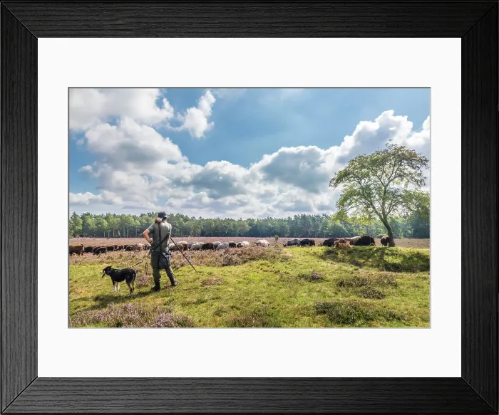 Framed Print : Shepherd with sheepdog and herd of Heidschnucken sheep near Schneverdingen, Luneburg Heath, Lower Saxony, Germany Framed Print : Shepherd with sheepdog and herd of Heidschnucken sheep near Schneverdingen, Luneburg Heath, Lower Saxony, Germany