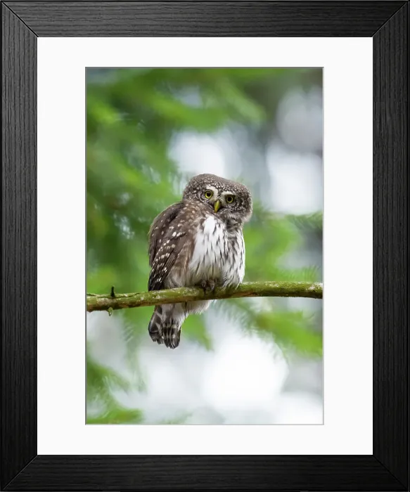 Framed Print : Park Orobie Valtellina, Lombardy, Italy. Civetta nana, glaucidium passerinum Framed Print : Park Orobie Valtellina, Lombardy, Italy. Civetta nana, glaucidium passerinum
