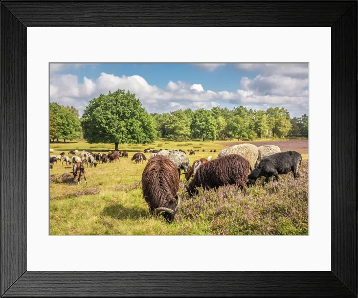 Framed Print : Herd of Heidschnucken sheep and goats tending the heathland near Schneverdingen, Luneburg Heath, Lower Saxony, Germany Framed Print : Herd of Heidschnucken sheep and goats tending the heathland near Schneverdingen, Luneburg Heath, Lower Saxony, Germany