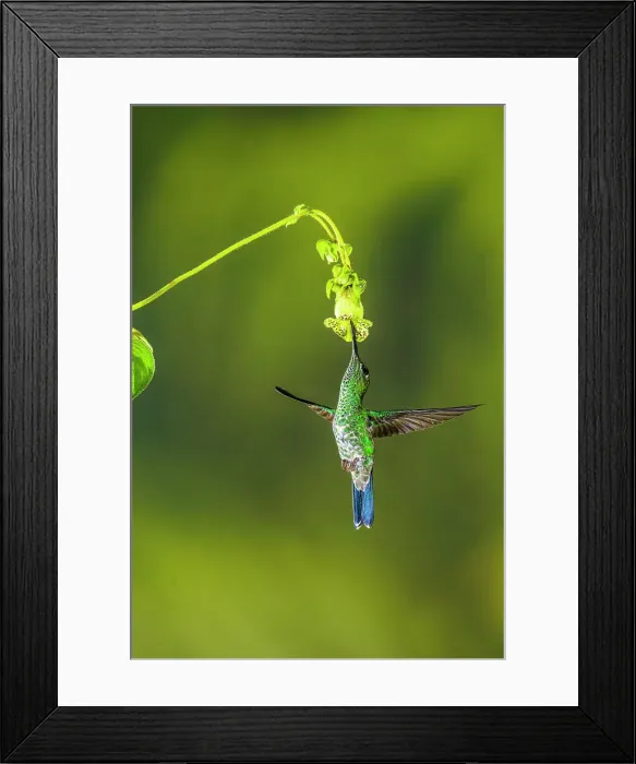 Framed Print : Green-crowned brilliant (Heliodoxa jacula), Catarata del Toro, Bajos del Toro, Alajuela, Costa Rica Framed Print : Green-crowned brilliant (Heliodoxa jacula), Catarata del Toro, Bajos del Toro, Alajuela, Costa Rica