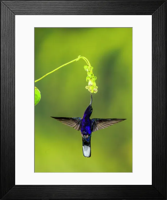 Framed Print : Violet sabrewing (Campylopterus hemileucurus), Catarata del Toro, Bajos del Toro, Alajuela, Costa Rica Framed Print : Violet sabrewing (Campylopterus hemileucurus), Catarata del Toro, Bajos del Toro, Alajuela, Costa Rica