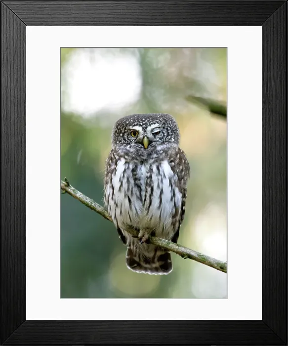 Framed Print : Park Orobie Valtellina, Lombardy, Italy. Civetta nana, glaucidium passerinum Framed Print : Park Orobie Valtellina, Lombardy, Italy. Civetta nana, glaucidium passerinum