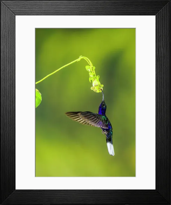 Framed Print : Violet sabrewing (Campylopterus hemileucurus), Catarata del Toro, Bajos del Toro, Alajuela, Costa Rica Framed Print : Violet sabrewing (Campylopterus hemileucurus), Catarata del Toro, Bajos del Toro, Alajuela, Costa Rica