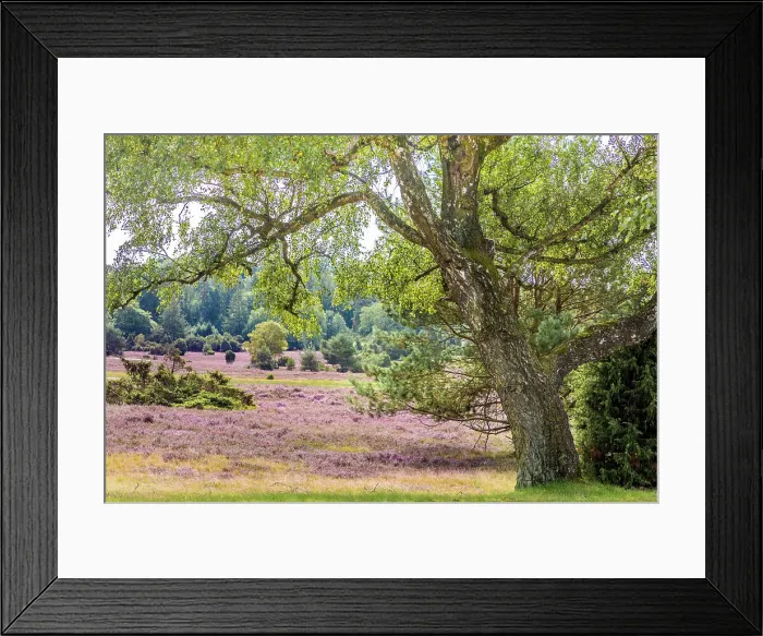 Framed Print : Typical heath landscape with birch and juniper in Totengrund near the village of Wilsede, Luneburg Heath, Lower Saxony, Germany Framed Print : Typical heath landscape with birch and juniper in Totengrund near the village of Wilsede, Luneburg Heath, Lower Saxony, Germany