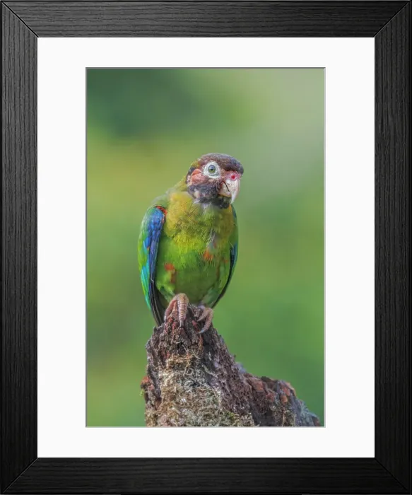 Framed Print : Brown-hooded Parrot (Pyrilia haematotis), Boca Tapada, Costa Rica Framed Print : Brown-hooded Parrot (Pyrilia haematotis), Boca Tapada, Costa Rica