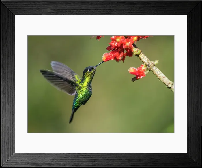 Framed Print : fiery-throated hummingbird (Panterpe insignis), Paraiso Quetzal, San Jose, Costa Rica Framed Print : fiery-throated hummingbird (Panterpe insignis), Paraiso Quetzal, San Jose, Costa Rica