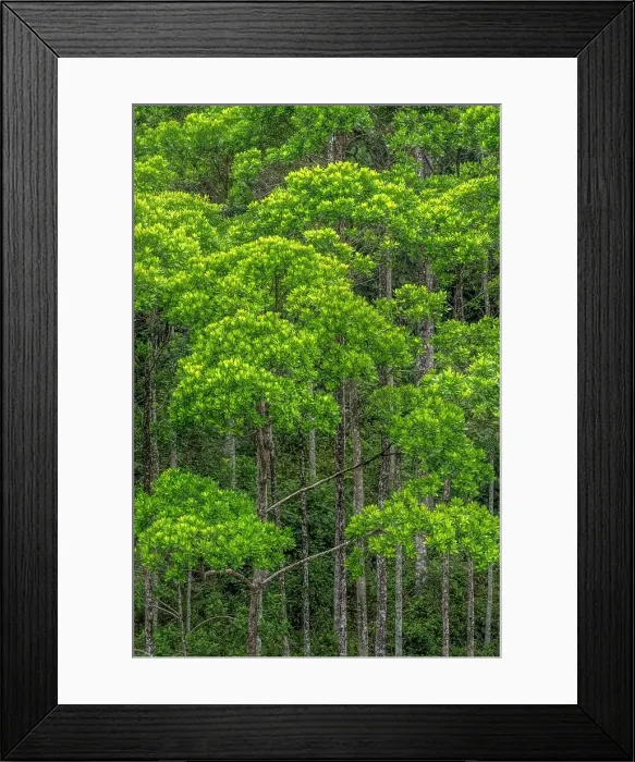Framed Print : Lowland Caribbean Rainforest, Boca Tapada, Costa Rica Framed Print : Lowland Caribbean Rainforest, Boca Tapada, Costa Rica