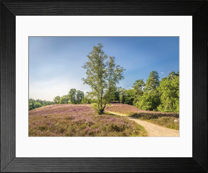 Framed Print : Hiking trail through the heathland near the village of Egestorf, Luneburg Heath, Lower Saxony, Germany Framed Print : Hiking trail through the heathland near the village of Egestorf, Luneburg Heath, Lower Saxony, Germany