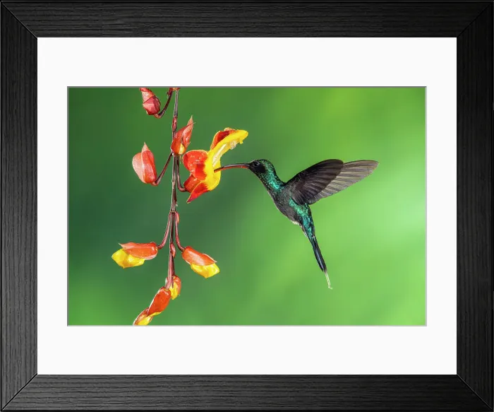 Framed Print : Green hermit (Phaethornis guy), Catarata del Toro, Bajos Del Toro Amarillo, Alajuela, Costa Rica Framed Print : Green hermit (Phaethornis guy), Catarata del Toro, Bajos Del Toro Amarillo, Alajuela, Costa Rica