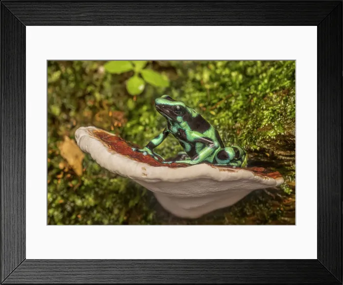 Framed Print : Dendrobates auratus sitting on bracket fungi, Boca Tapada, Costa Rica Framed Print : Dendrobates auratus sitting on bracket fungi, Boca Tapada, Costa Rica