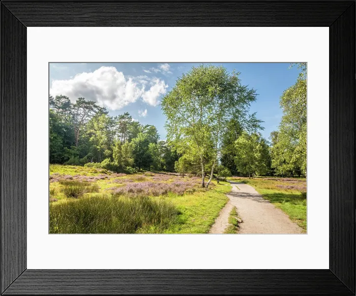 Framed Print : Idyllic hiking trail through the heath landscape in the Buesenbachtal nature reserve near Handeloh, Luneburg Heath, Lower Saxony, Germany Framed Print : Idyllic hiking trail through the heath landscape in the Buesenbachtal nature reserve near Handeloh, Luneburg Heath, Lower Saxony, Germany