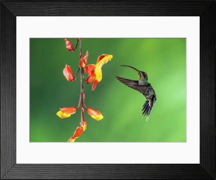 Framed Print : Green hermit (Phaethornis guy), Catarata del Toro, Bajos Del Toro Amarillo, Alajuela, Costa Rica Framed Print : Green hermit (Phaethornis guy), Catarata del Toro, Bajos Del Toro Amarillo, Alajuela, Costa Rica