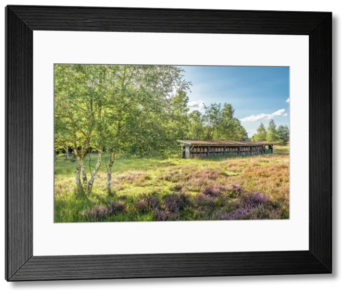 Framed Print : Beehives in the Wesel Heath nature reserve, Undeloh, Luneburg Heath, Lower Saxony, Germany Framed Print : Beehives in the Wesel Heath nature reserve, Undeloh, Luneburg Heath, Lower Saxony, Germany