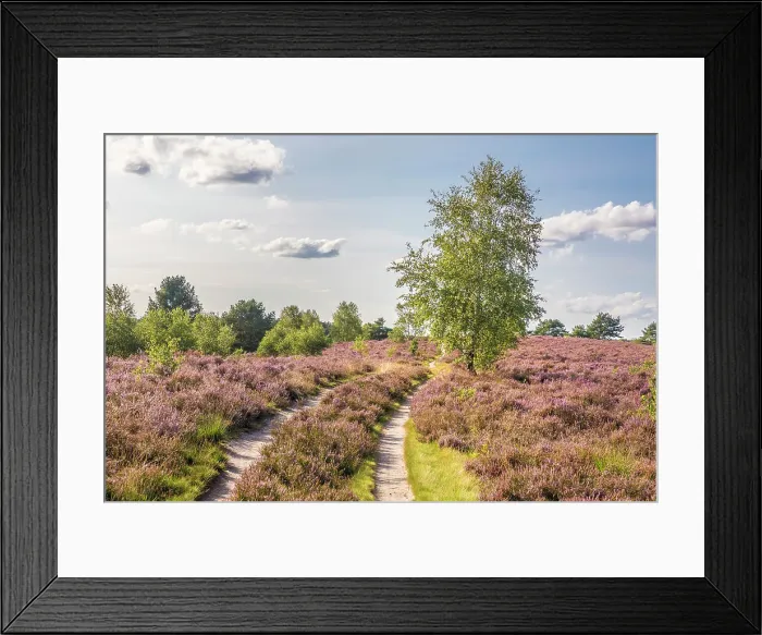 Framed Print : Hiking trail in the Wesel Heath nature reserve, Undeloh, Luneburg Heath, Lower Saxony, Germany Framed Print : Hiking trail in the Wesel Heath nature reserve, Undeloh, Luneburg Heath, Lower Saxony, Germany
