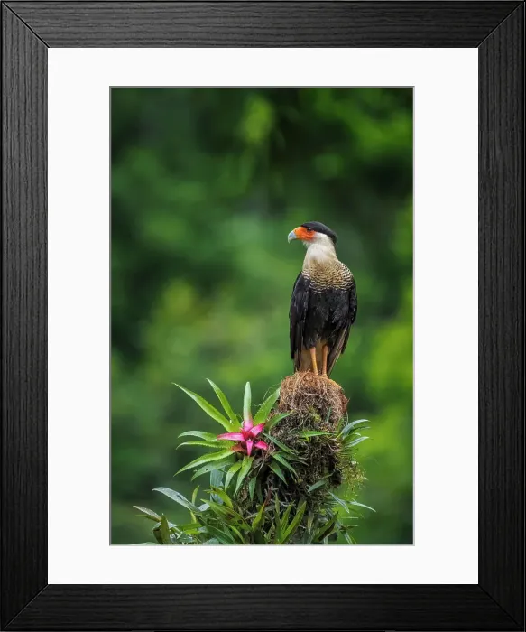 Framed Print : Crested Caracara (Caracara plancus), Boca Tapada, Costa Rica