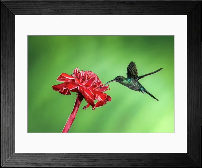 Framed Print : Green hermit (Phaethornis guy), Catarata del Toro, Bajos Del Toro Amarillo, Alajuela, Costa Rica Framed Print : Green hermit (Phaethornis guy), Catarata del Toro, Bajos Del Toro Amarillo, Alajuela, Costa Rica