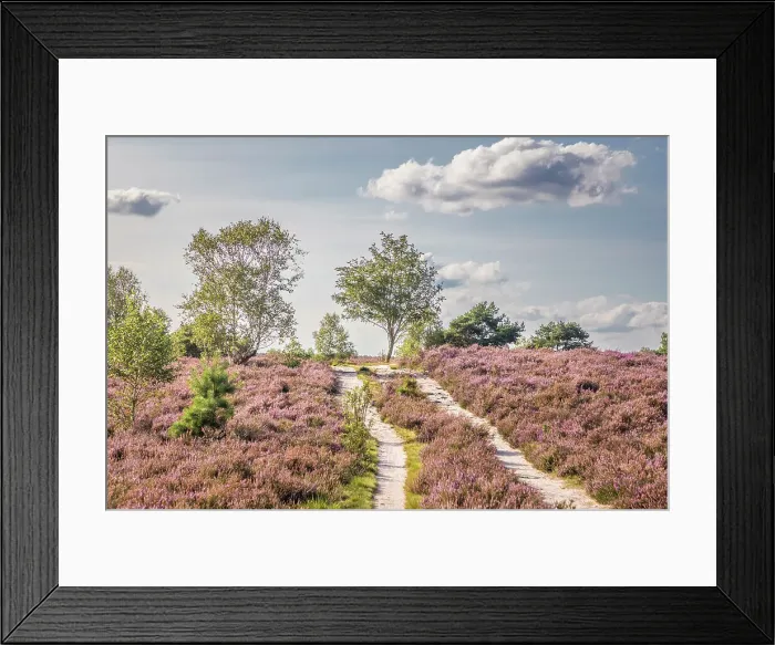 Framed Print : Hiking trail in the Wesel Heath nature reserve, Undeloh, Luneburg Heath, Lower Saxony, Germany
