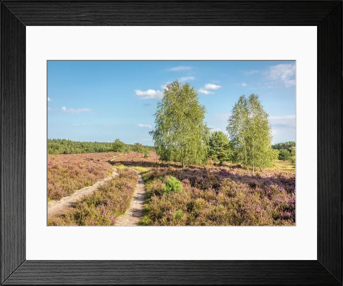 Framed Print : Hiking trail in the Wesel Heath nature reserve, Undeloh, Luneburg Heath, Lower Saxony, Germany