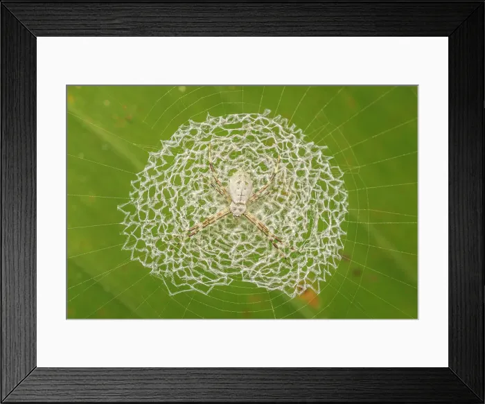 Framed Print : Tiger Spider (Argiope savignyi) in Lowland Caribbean Rainforest, Costa Rica Framed Print : Tiger Spider (Argiope savignyi) in Lowland Caribbean Rainforest, Costa Rica