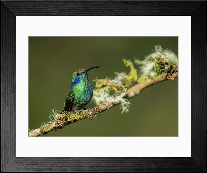 Framed Print : Green / Lesser Violetears (Colibri thalassinus), Paraiso Quetzal, San Jose, Costa Rica Framed Print : Green / Lesser Violetears (Colibri thalassinus), Paraiso Quetzal, San Jose, Costa Rica