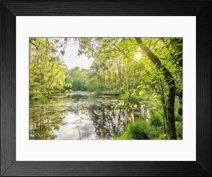 Framed Print : Evening atmosphere at the Pastor Ponds in the Wesel Heath nature reserve, Undeloh, Luneburg Heath, Lower Saxony, Germany