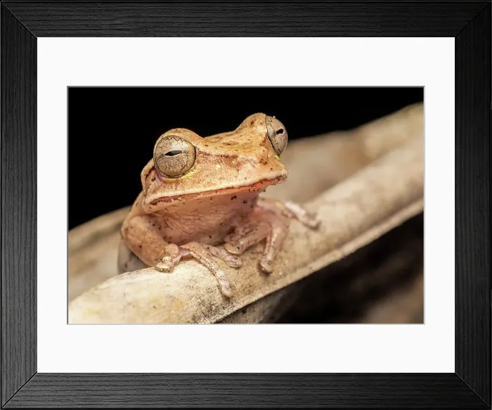Framed Print : Nicaragua Cross-banded Tree Frog (Smilisca puma), Costa Rica Framed Print : Nicaragua Cross-banded Tree Frog (Smilisca puma), Costa Rica