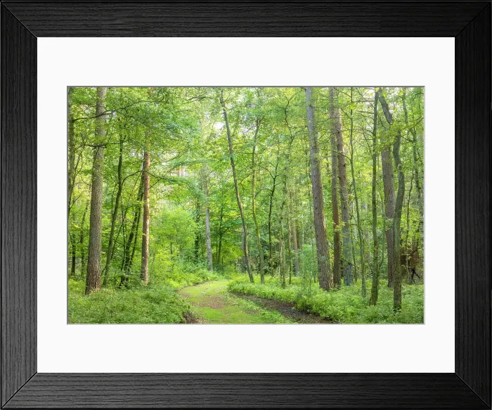 Framed Print : Forest on the hiking trail nature reserve Wesel Heath, Undeloh, Luneburg Heath, Lower Saxony, Germany