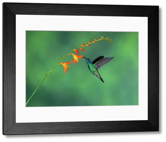 Framed Print : Green / Lesser Violetears (Colibri thalassinus), Paraiso Quetzal, San Jose, Costa Rica Framed Print : Green / Lesser Violetears (Colibri thalassinus), Paraiso Quetzal, San Jose, Costa Rica