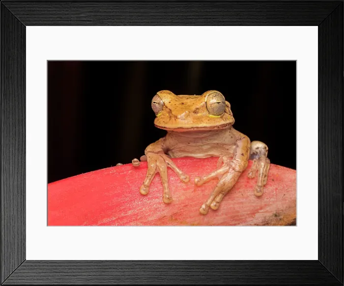 Framed Print : Nicaragua Cross-banded Tree Frog (Smilisca puma), Costa Rica Framed Print : Nicaragua Cross-banded Tree Frog (Smilisca puma), Costa Rica