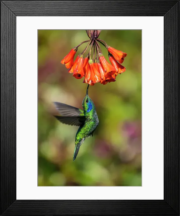 Framed Print : Green / Lesser Violetears (Colibri thalassinus), Paraiso Quetzal, San Jose, Costa Rica Framed Print : Green / Lesser Violetears (Colibri thalassinus), Paraiso Quetzal, San Jose, Costa Rica