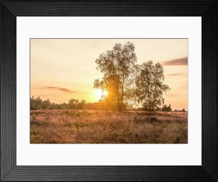 Framed Print : Sunset in the heath between Undeloh and Wesel, Luneburg Heath, Lower Saxony, Germany Framed Print : Sunset in the heath between Undeloh and Wesel, Luneburg Heath, Lower Saxony, Germany