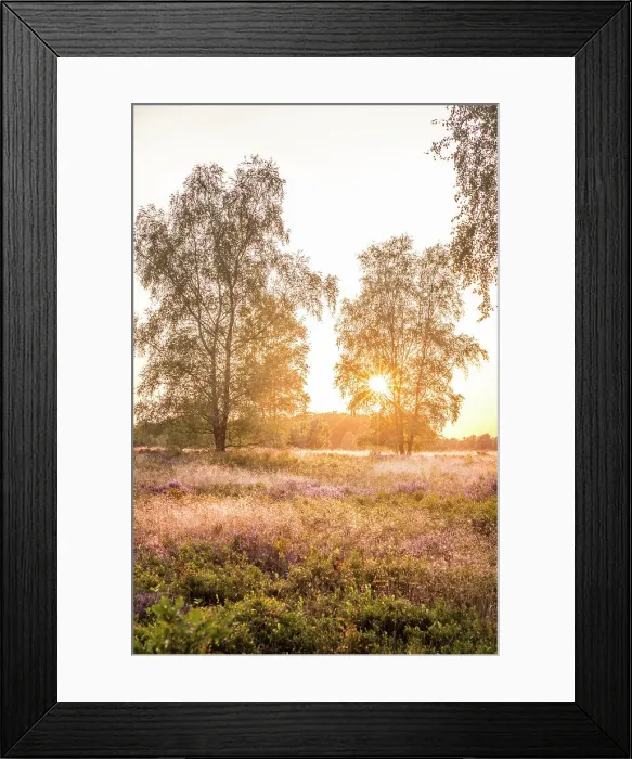 Framed Print : Sunset in the heath between Undeloh and Wesel, Luneburg Heath, Lower Saxony, Germany Framed Print : Sunset in the heath between Undeloh and Wesel, Luneburg Heath, Lower Saxony, Germany