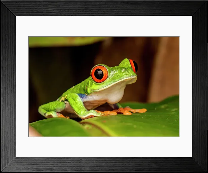 Framed Print : Red-eyed Tree Frog (Agalychnis callidryas), Costa Rica Framed Print : Red-eyed Tree Frog (Agalychnis callidryas), Costa Rica