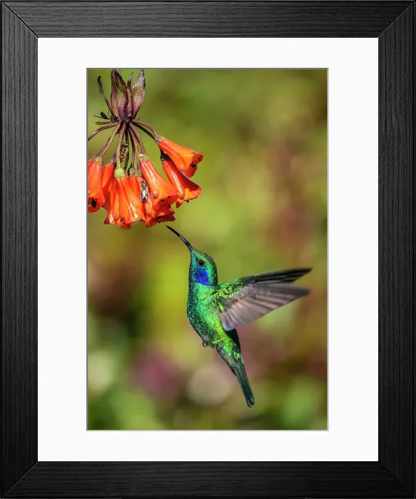 Framed Print : Green / Lesser Violetears (Colibri thalassinus), Paraiso Quetzal, San Jose, Costa Rica Framed Print : Green / Lesser Violetears (Colibri thalassinus), Paraiso Quetzal, San Jose, Costa Rica