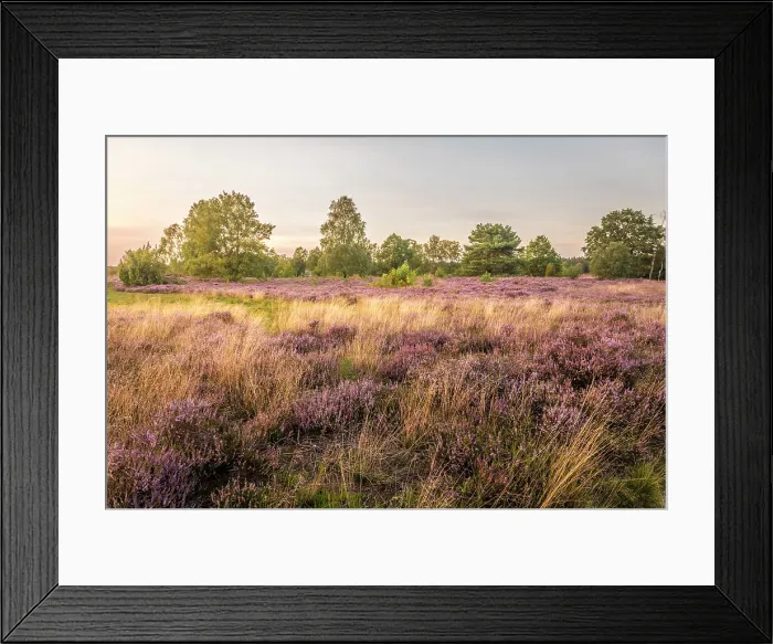 Framed Print : Sunset in the heath between Undeloh and Wesel, Luneburg Heath, Lower Saxony, Germany Framed Print : Sunset in the heath between Undeloh and Wesel, Luneburg Heath, Lower Saxony, Germany