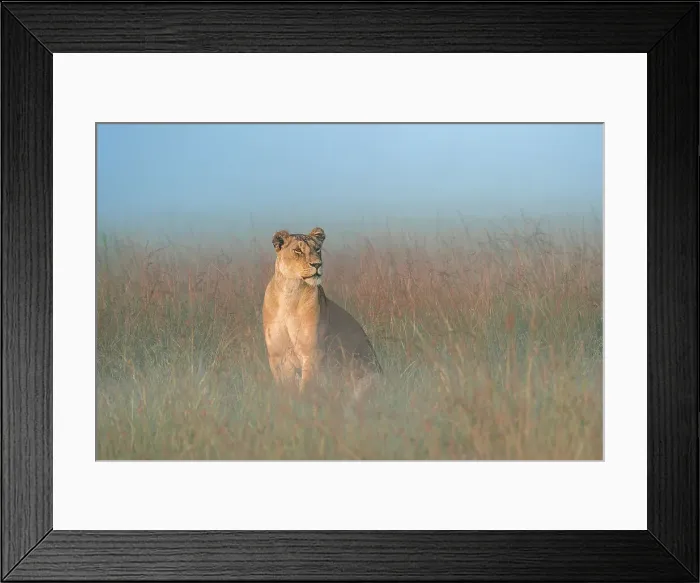 Framed Print : Lioness in a misty morning in the Maasai Mara, Kenya Framed Print : Lioness in a misty morning in the Maasai Mara, Kenya