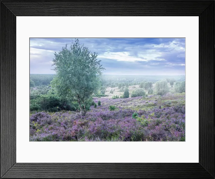 Framed Print : Morning mist in the Totengrund heathland near the village of Wilsede, Luneburg Heath, Lower Saxony, Germany Framed Print : Morning mist in the Totengrund heathland near the village of Wilsede, Luneburg Heath, Lower Saxony, Germany