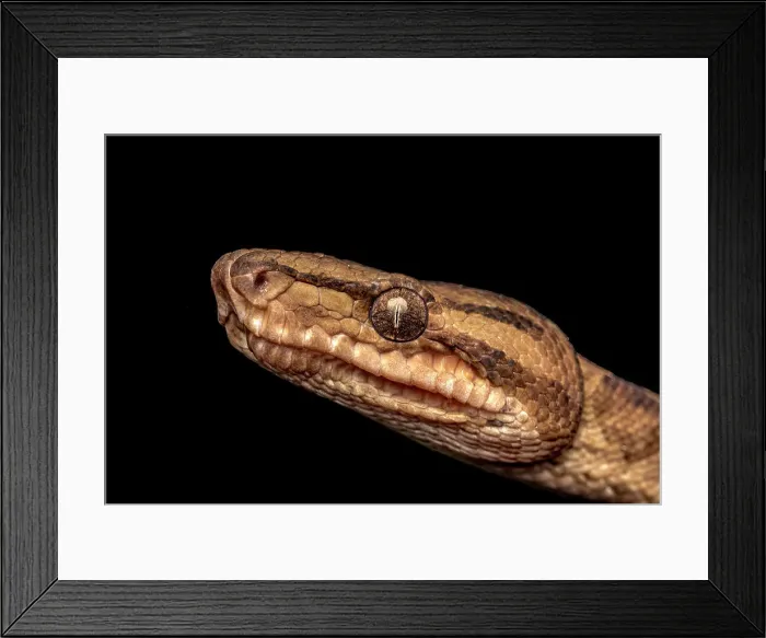 Framed Print : Ringed Tree Boa (Corallus annulatus), Boca Tapada, Costa Rica Framed Print : Ringed Tree Boa (Corallus annulatus), Boca Tapada, Costa Rica