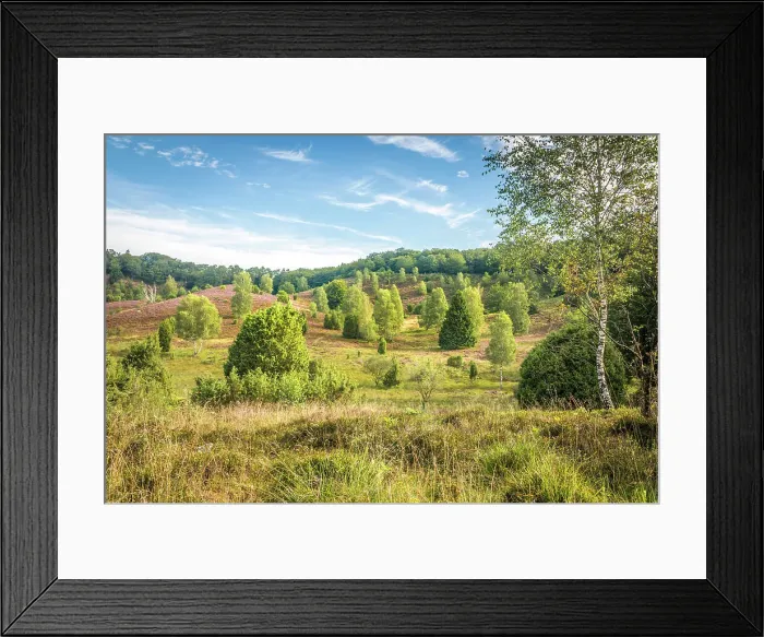 Framed Print : Typical heath landscape with birch and juniper in Totengrund near the village of Wilsede, Luneburg Heath, Lower Saxony, Germany Framed Print : Typical heath landscape with birch and juniper in Totengrund near the village of Wilsede, Luneburg Heath, Lower Saxony, Germany