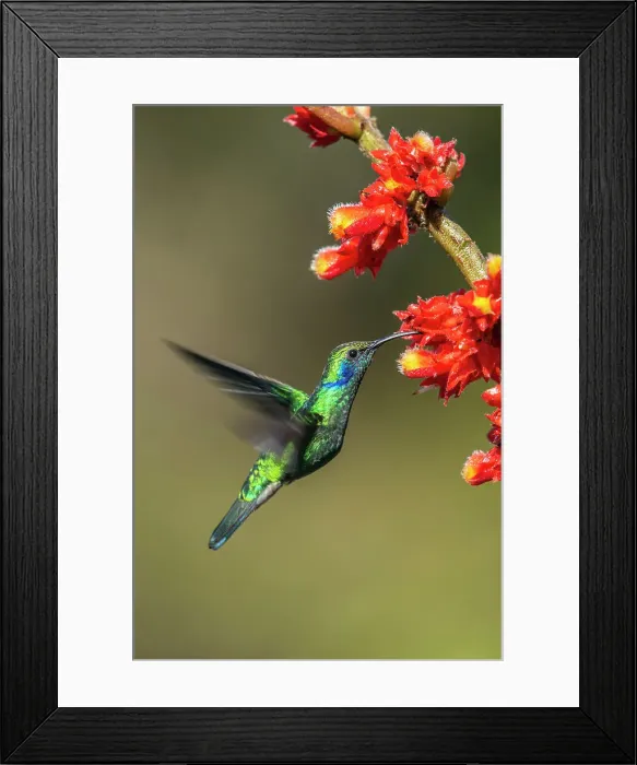 Framed Print : Green / Lesser Violetears (Colibri thalassinus), Paraiso Quetzal, San Jose, Costa Rica Framed Print : Green / Lesser Violetears (Colibri thalassinus), Paraiso Quetzal, San Jose, Costa Rica