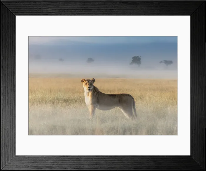 Framed Print : Lioness in a misty sunrise in the Masaimara, Kenya Framed Print : Lioness in a misty sunrise in the Masaimara, Kenya