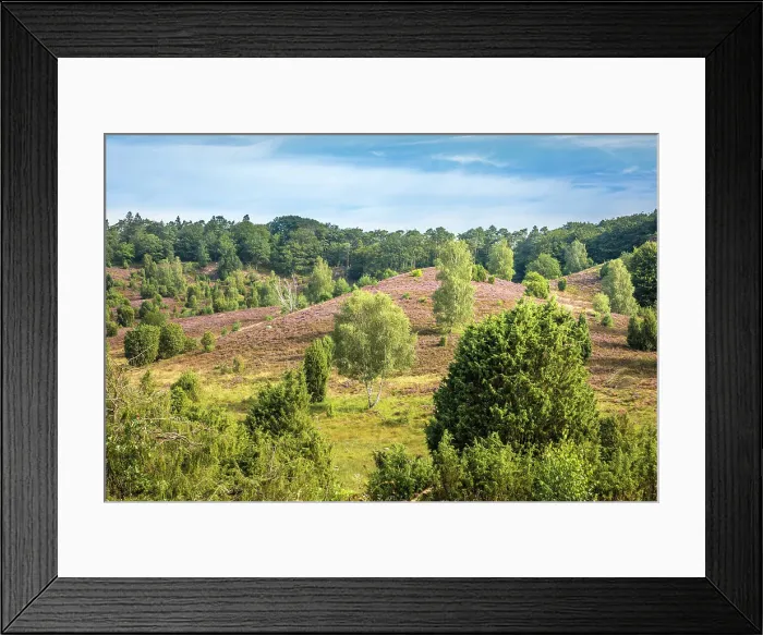 Framed Print : Typical heath landscape with birch and juniper in Totengrund near the village of Wilsede, Luneburg Heath, Lower Saxony, Germany Framed Print : Typical heath landscape with birch and juniper in Totengrund near the village of Wilsede, Luneburg Heath, Lower Saxony, Germany