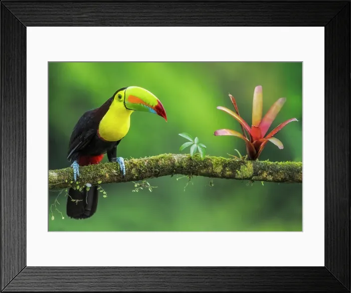 Framed Print : Keel-billed Toucan (Ramphastos sulfuratus), Costa Rica Framed Print : Keel-billed Toucan (Ramphastos sulfuratus), Costa Rica