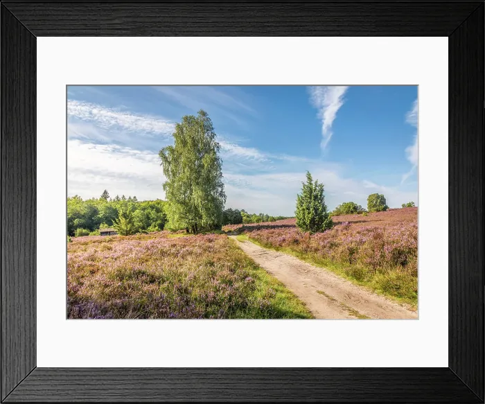 Framed Print : Hiking trail in the Totengrund heathland near the village of Wilsede, Luneburg Heath, Lower Saxony, Germany Framed Print : Hiking trail in the Totengrund heathland near the village of Wilsede, Luneburg Heath, Lower Saxony, Germany