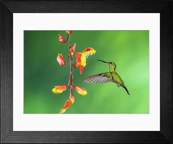 Framed Print : Green-crowned brilliant (Heliodoxa jacula), Catarata del Toro, Bajos Del Toro Amarillo, Alajuela, Costa Rica Framed Print : Green-crowned brilliant (Heliodoxa jacula), Catarata del Toro, Bajos Del Toro Amarillo, Alajuela, Costa Rica