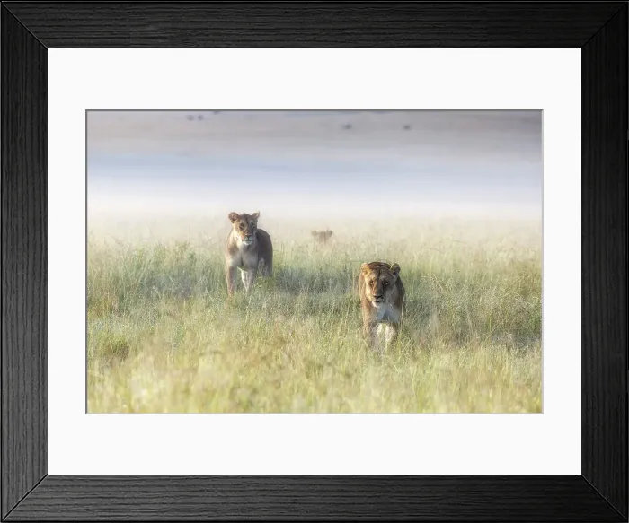Framed Print : Lioness in a misty sunrise in the Masaimara, Kenya Framed Print : Lioness in a misty sunrise in the Masaimara, Kenya